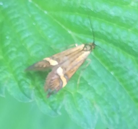 Nemophora degeerella  - Thomas Lux