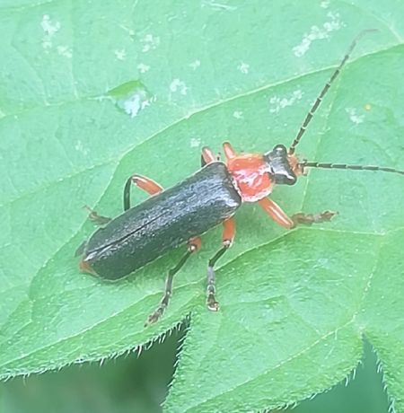 Cantharis sp.  - Thomas Lux