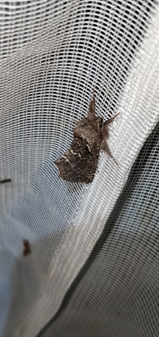 Rhegmatophila alpina  - Melchior Viallet