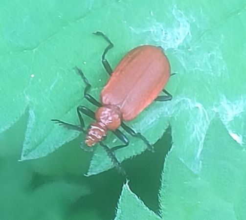 Pyrochroa serraticornis  - Thomas Lux
