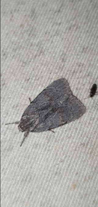 Bryonycta pineti  - Melchior Viallet