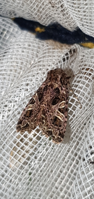 Sideridis rivularis  - Melchior Viallet