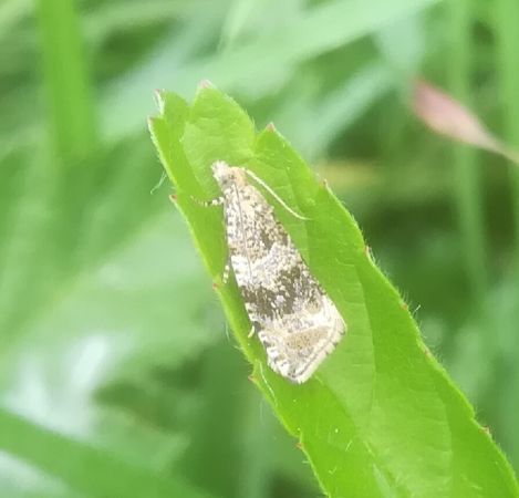 Celypha lacunana  - Thomas Lux
