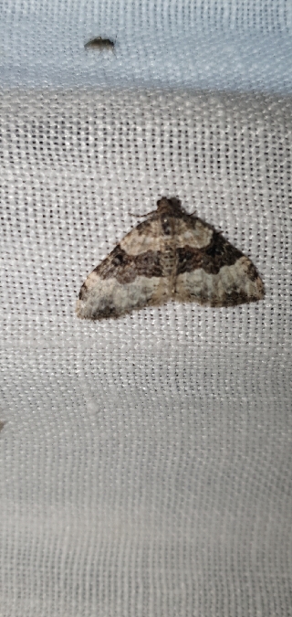 Epirrhoe galiata  - Melchior Viallet