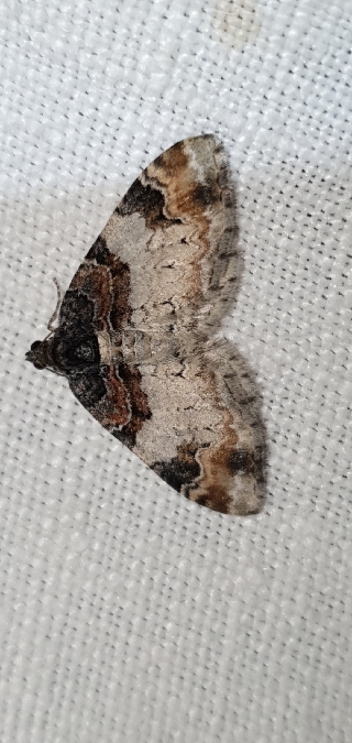 Catarhoe cuculata  - Melchior Viallet