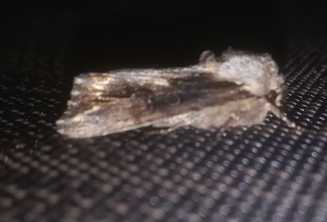 Egira conspicillaris  - Thomas Lux