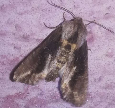 Egira conspicillaris  - Thomas Lux