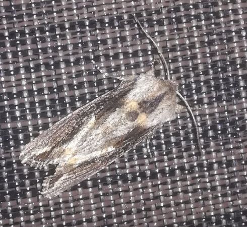 Egira conspicillaris  - Thomas Lux