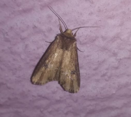 Noctuelle putride  - Thomas Lux