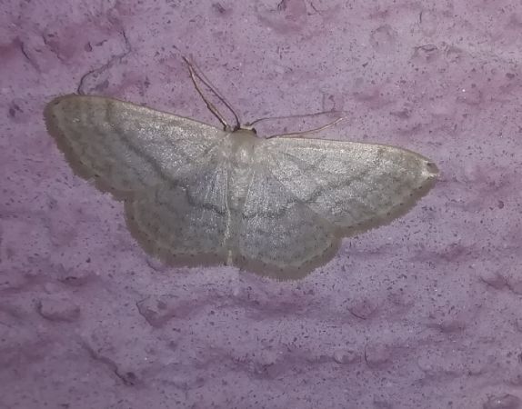 Idaea subsericeata  - Thomas Lux