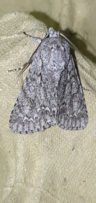 Acronicta aceris  - Melchior Viallet