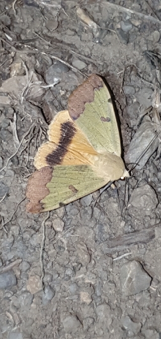 Ophiusa tirhaca  - Melchior Viallet