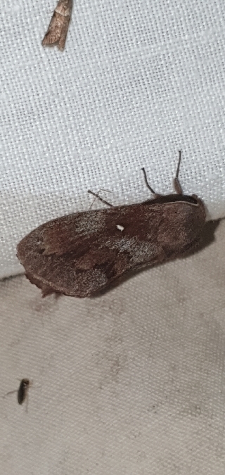 Bombyx du Pin  - Melchior Viallet