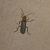 Cantharis sp.  - Thomas Lux