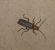 Cantharis sp.  - Thomas Lux