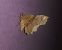 Selenia lunularia  - Thomas Lux