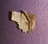 Selenia lunularia  - Thomas Lux