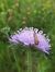Nemophora metallica  - Thomas Lux