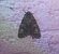 Acronicta megacephala  - Thomas Lux