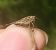 Tétrix longicorne  - Thomas Lux