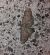 Eupithecia intricata  - Thomas Lux