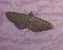 Eupithecia intricata  - Thomas Lux