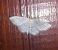 Idaea subsericeata  - Thomas Lux