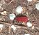 Pyrochroa coccinea  - Thomas Lux