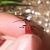 Pyrochroa coccinea  - Thomas Lux