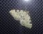 Colostygia pectinataria  - Thomas Lux
