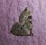Colostygia pectinataria  - Thomas Lux