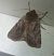 Cerastis rubricosa  - Thomas Lux