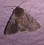Cerastis rubricosa  - Thomas Lux