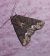 Oligia sp.  - Thomas Lux