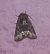 Oligia sp.  - Thomas Lux