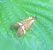 Nemophora degeerella  - Thomas Lux