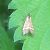 Nemophora degeerella  - Thomas Lux