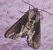 Egira conspicillaris  - Thomas Lux