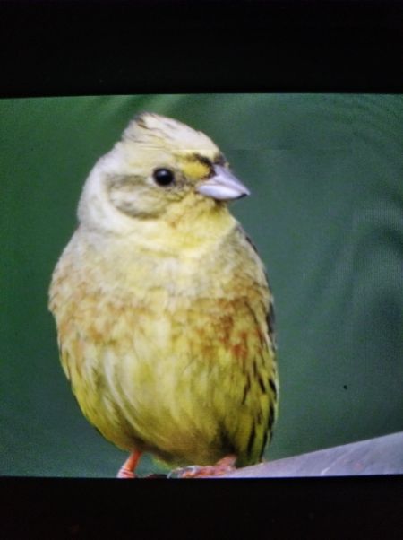 Goldammer  - Andrzej Lipiński