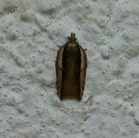 Acleris hastiana  - Thomas Lux