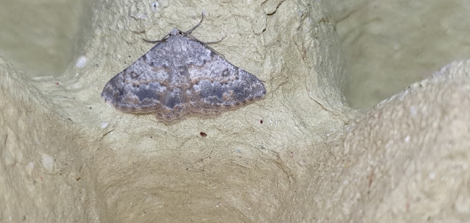 Charissa mucidaria  - Melchior Viallet