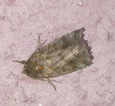 Noctua fimbriata  - Thomas Lux