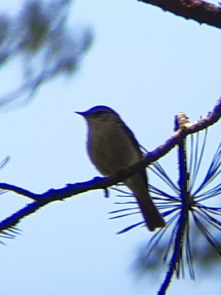 pierwiosnek  - Krzysztof Sokołowski