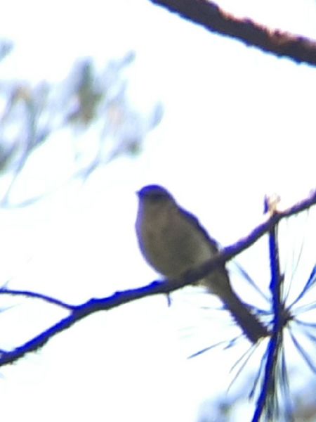 Pouillot véloce  - Krzysztof Sokołowski