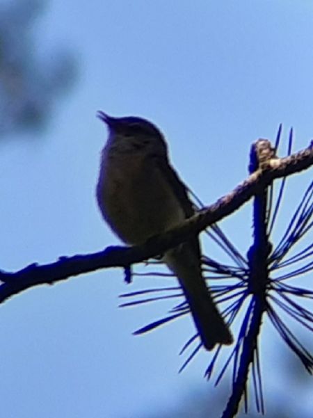 Pouillot véloce  - Krzysztof Sokołowski