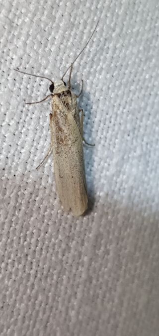 Indalia pygmaeola  - Melchior Viallet