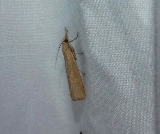 Pediasia luteella  - Thomas Lux