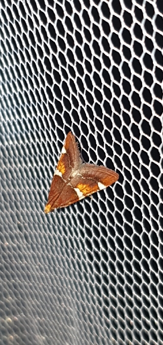 Pyralis regalis  - Melchior Viallet
