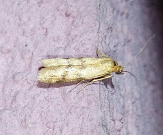 Homoeosoma sinuella  - Thomas Lux