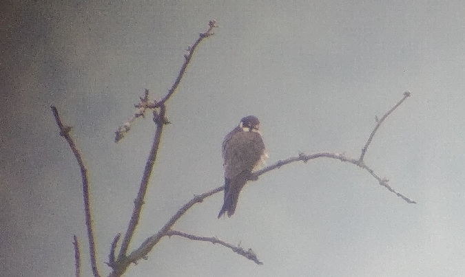 Baumfalke  - Łukasz Wawrzyniak